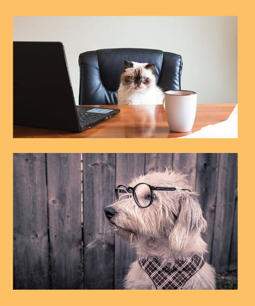 gestos de perros y gatos