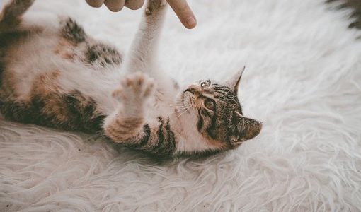 GESTOS DE PERROS y GATOS (Lenguaje no Verbal)