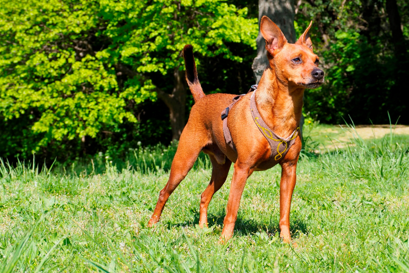 Gestos y señales de los perros