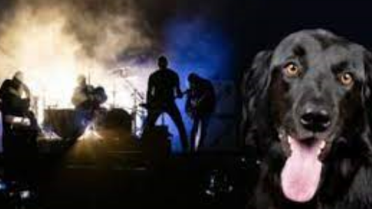 METALLICA, PERROS Y COVID 19